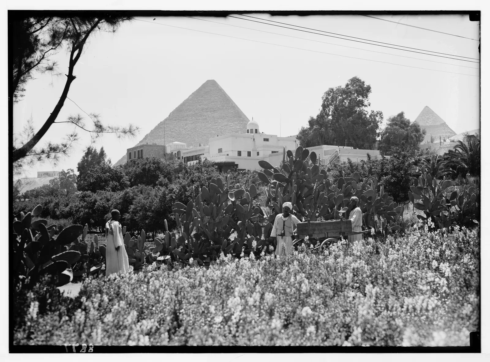 Mena House och pyramiderna sedda från hotellträdgården (1930-talet, Matson-samlingen, Library of Congress). Khediven Ismails jaktslott från 1869 öppnade som hotell 1886 – stamfader till alla hotell med pyramidutsikt, 1,2 km från Steigenberger.