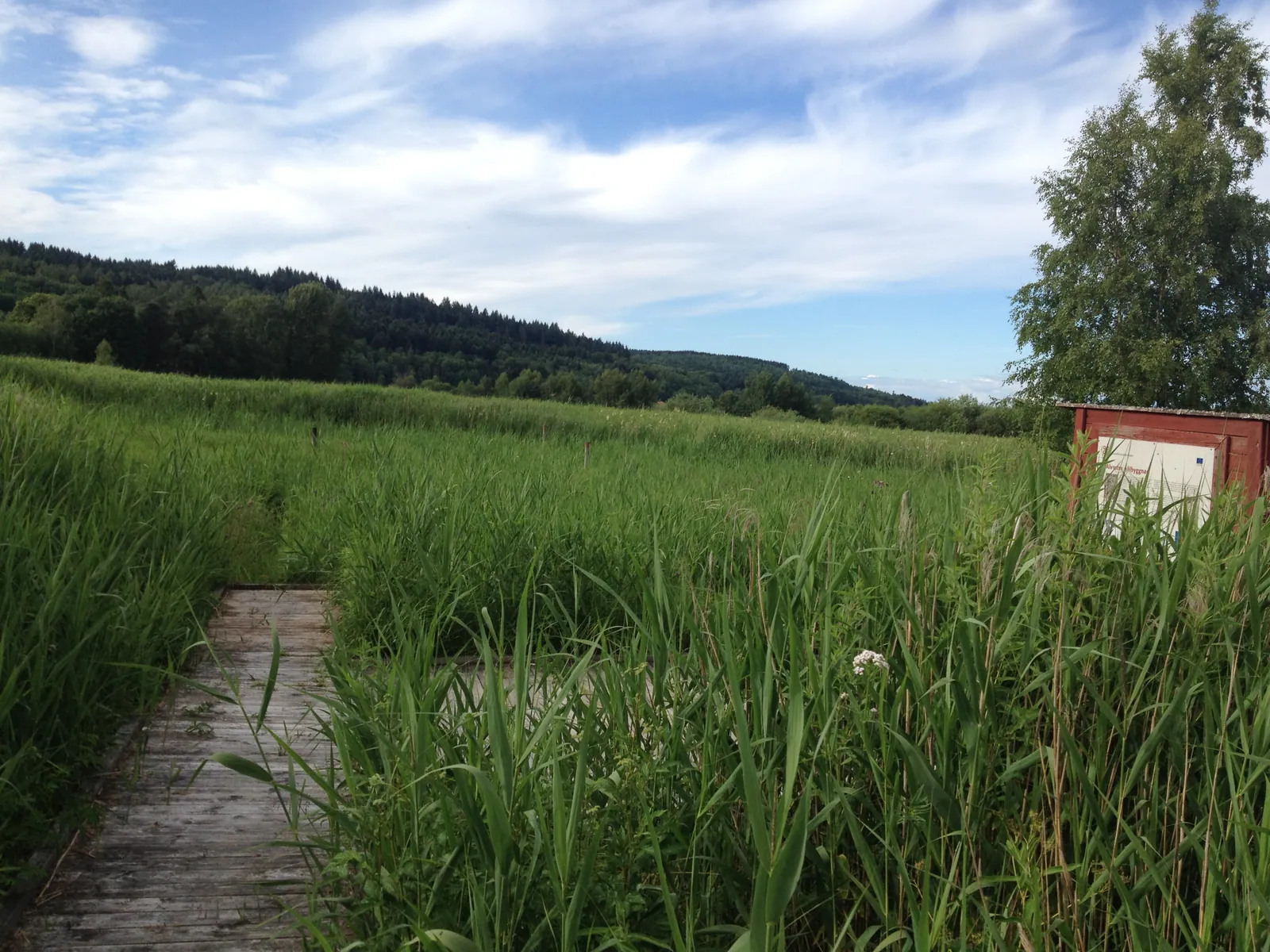 Platsen för Alvastra pålbyggnad nedanför Omberg i Östergötland (2015): en träplattform på ca 1 000 m² byggd i en mosse och kol 14-daterad till omkring 3100 f.Kr. – ett svenskt monument som är samtida med Narmer.